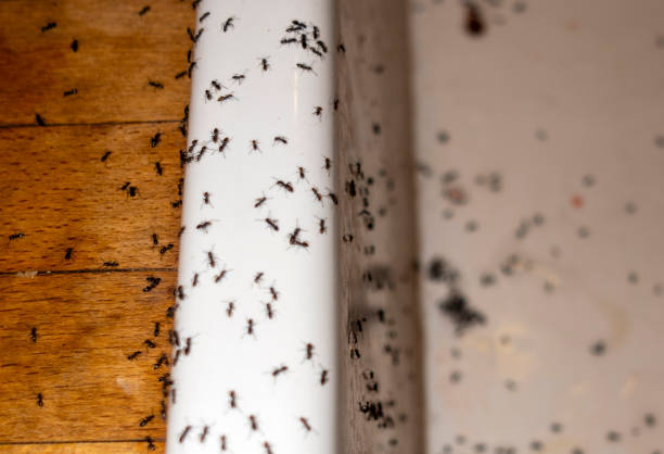 Best Ant Control Services  in Des Peres, MO