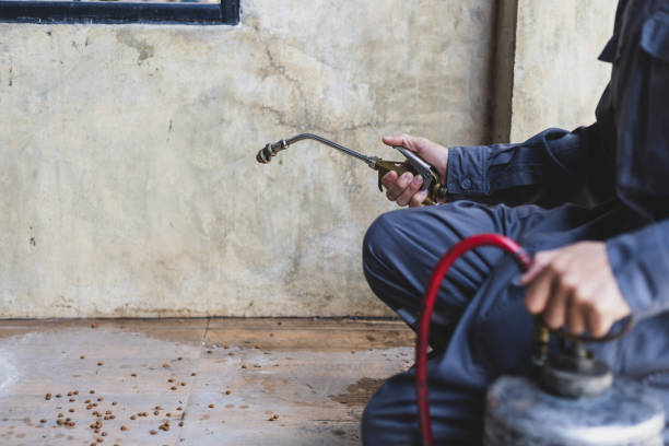 Best Local Pest Control Services  in Des Peres, MO